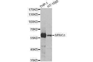 Western blot analysis of extracts of various cell lines, using SEMG1 antibody (ABIN5973197) at 1/1000 dilution. (SEMG1 antibody)