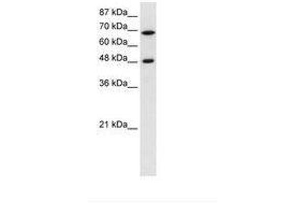 RRP9 antibody  (AA 184-233)