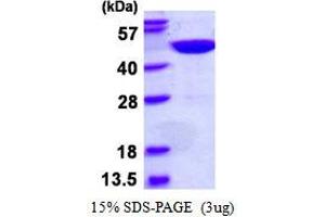 Image no. 1 for Obg-Like ATPase 1 (OLA1) protein (His tag) (ABIN1098651) (OLA1 Protein (His tag))