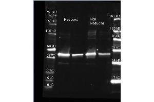 Goat anti Sarcosine Oxidase antibody was used to detect Sarcosine Oxidase. (PIPOX antibody  (HRP))
