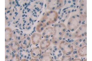 Detection of FGF15 in Rat Kidney Tissue using Polyclonal Antibody to Fibroblast Growth Factor 15 (FGF15) (FGF15 antibody  (AA 25-218))