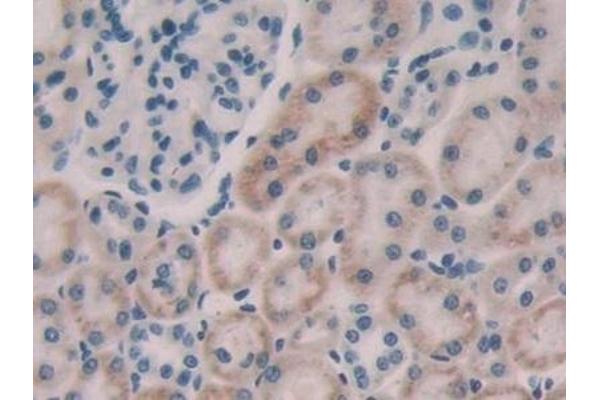 FGF15 antibody  (AA 25-218)