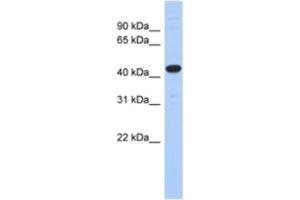 Western Blotting (WB) image for anti-Ubiquitin-Like Modifier Activating Enzyme 3 (UBA3) antibody (ABIN2463920) (UBA3 antibody)