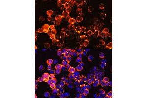 Immunofluorescence (IF) image for anti-Protein tyrosine Phosphatase, Receptor Type, C (PTPRC) (AA 1057-1306) antibody (ABIN6146454)