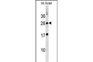 Western blot analysis in mouse liver tissue lysates (35ug/lane). (MPZL3 antibody  (C-Term))
