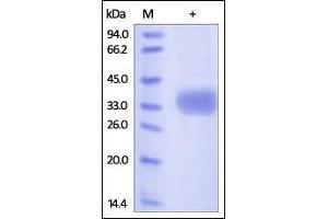 Human Azurocidin, His Tag on SDS-PAGE under reducing (R) condition. (Azurocidin Protein (AA 27-250) (His tag))
