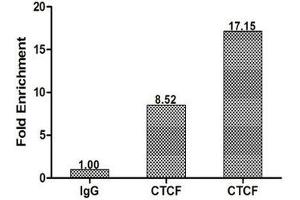 Chromatin Immunoprecipitation Hela (1. (CTCF antibody  (AA 1-260))
