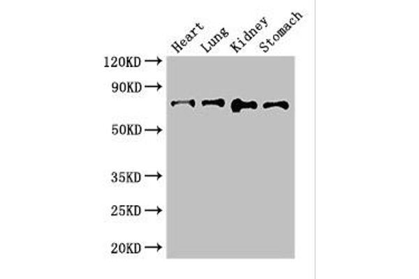 ABCG8 antibody  (AA 176-413)