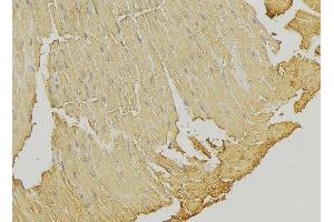 ABIN6274317 at 1/100 staining Mouse muscle tissue by IHC-P. (SSBP1 antibody  (Internal Region))