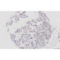 anti-Mitogen-Activated Protein Kinase Kinase 1 (MAP2K1) (AA 2-150) antibody