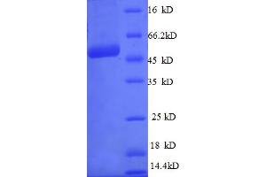 SDS-PAGE (SDS) image for Chromosome 21 Open Reading Frame 33 (C21orf33) (AA 43-268) protein (GST tag) (ABIN4974636)