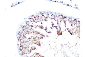 Immunohistochemistry of paraffin-embedded rat testis using Folate Binding Protein(FBP) / FOLR1 Rabbit pAb (ABIN7267224) at dilution of 1:100 (40x lens). (FOLR1 antibody  (AA 25-93))
