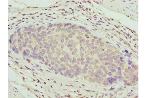 ZNF177 antibody  (AA 1-321)