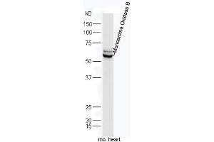 Mouse heart lysates probed with Rabbit Anti-MAOB/Monoamine Oxidase B Polyclonal Antibody, Unconjugated  at 1:5000 for 90 min at 37˚C. (Monoamine Oxidase B antibody  (AA 51-150))