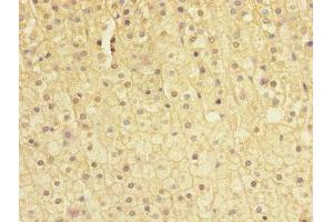 Immunohistochemistry of paraffin-embedded human adrenal gland tissue using ABIN7171006 at dilution of 1:100 (SOCS5 antibody  (AA 1-270))