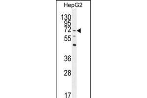 LRRC33 Antibody (C-term) (ABIN654275 and ABIN2844083) western blot analysis in HepG2 cell line lysates (35 μg/lane). (LRRC33 antibody  (C-Term))