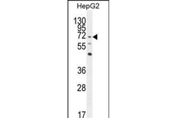 LRRC33 antibody  (C-Term)