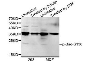 Western blot analysis of extracts of various cells, using Phospho-Bad-S136 antibody (ABIN5969874). (BAD antibody  (pSer99))