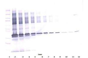 Image no. 3 for anti-Apolipoprotein E (APOE) antibody (ABIN465190) (APOE antibody)