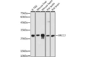 Western blot analysis of extracts of various cell lines, using XRCC2 antibody  at 1:500 dilution. (XRCC2 antibody)