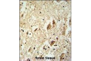 KATL1 antibody (N-term) (ABIN654187 and ABIN2844038) immunohistochemistry analysis in formalin fixed and paraffin embedded human brain tissue followed by peroxidase conjugation of the secondary antibody and DAB staining. (KATNAL1 antibody  (N-Term))