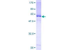 NEIL2 Protein (AA 1-332) (GST tag)