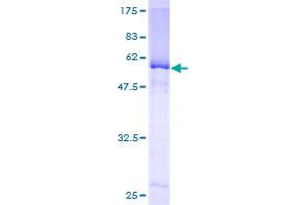 NEIL2 Protein (AA 1-332) (GST tag)