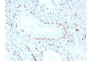 Formalin-fixed, paraffin-embedded Human Testis stained with Wilm's Tumor Mouse Monoclonal Antibody (WT1/857). (WT1 antibody)