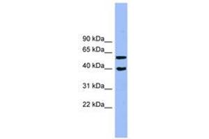 Image no. 1 for anti-Allantoicase (ALLC) (AA 71-120) antibody (ABIN6744149)