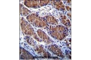 OTOP1 Antibody (Center) (ABIN655934 and ABIN2845326) immunohistochemistry analysis in formalin fixed and paraffin embedded human stomach tissue followed by peroxidase conjugation of the secondary antibody and DAB staining. (Otopetrin 1 antibody  (AA 360-388))