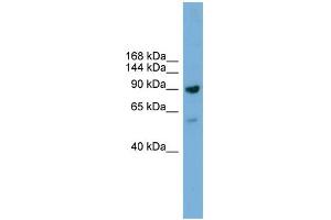 WB Suggested Anti-Ddx54 Antibody Titration:  0. (DDX54 antibody  (C-Term))