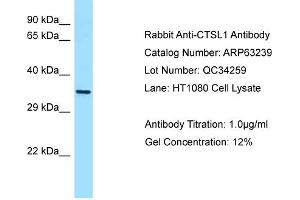 Western Blotting (WB) image for anti-Cathepsin L1 (CTSL1) (C-Term) antibody (ABIN970484) (Cathepsin L antibody  (C-Term))