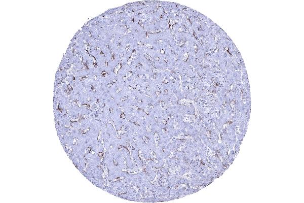 LI Cadherin antibody  (AA 242-418)