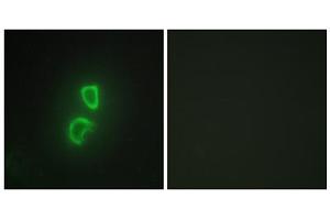 Immunofluorescence analysis of HepG2 cells, using TNF11 antibody. (RANKL antibody  (Internal Region))