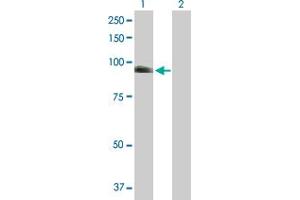 Western Blot analysis of NUAK1 expression in transfected 293T cell line by NUAK1 MaxPab polyclonal antibody. (NUAK1 antibody  (AA 1-661))