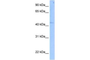 Western Blotting (WB) image for anti-SET Domain Containing (Lysine Methyltransferase) 7 (SETD7) antibody (ABIN2463237) (SETD7 antibody)