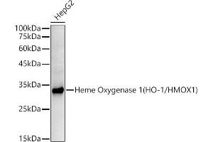 Western blot analysis of extracts of HepG2 cells, using Heme Oxygenase 1 (HO-1/HMOX1) antibody  at 1:10000 dilution. (HMOX1 antibody)