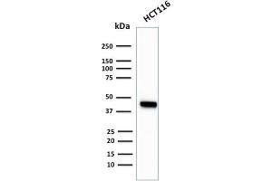 Western Blot Analysis of HCT116 cell lysate using Cytokeratin 18Rabbit Recombinant Monoclonal Antibody (KRT18/2819R). (Recombinant Cytokeratin 18 antibody)