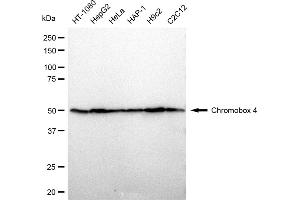 anti-Chromobox Homolog 4 (CBX4) antibody