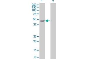 Western Blot analysis of DEPDC6 expression in transfected 293T cell line by DEPDC6 MaxPab polyclonal antibody. (DEPTOR antibody  (AA 1-409))