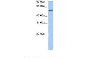 Image no. 1 for anti-RNA Pseudouridylate Synthase Domain Containing 2 (RPUSD2) (AA 417-466) antibody (ABIN6737971) (RPUSD2 antibody  (AA 417-466))