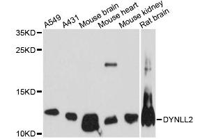 Western blot analysis of extracts of various cell lines, using DYNLL2 antibody (ABIN6292036) at 1:3000 dilution.