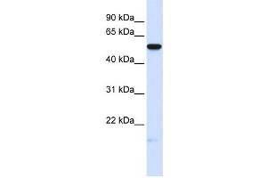Western Blotting (WB) image for anti-Membrane Frizzled-Related Protein (MFRP) antibody (ABIN2458572)