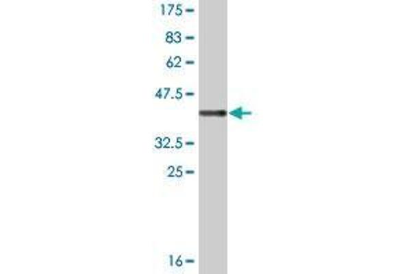 SPANXB1 antibody  (AA 1-103)