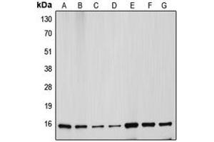 Western blot analysis of Cytochrome c expression in HeLa (A), Jurkat (B), L929 (C), NIH3T3 (D), MCF7 (E), mouse kidney (F), rat heart (G) whole cell lysates.