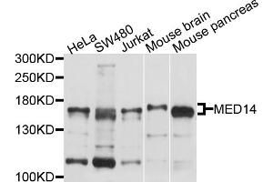 Western blot analysis of extracts of various cell lines, using MED14 antibody (ABIN4904333) at 1:1000 dilution. (MED14 antibody)