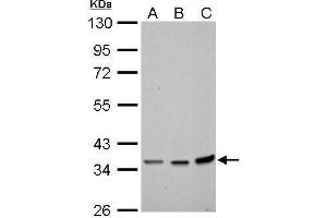 WB Image Annexin II antibody detects ANXA2 protein by Western blot analysis. (Annexin A2 antibody)