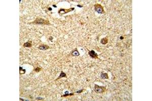 IHC analysis of FFPE human brain tissue stained with VCP antibody (VCP antibody  (AA 726-755))
