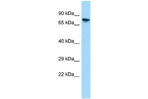 WB Suggested Anti-Gtpbp4 Antibody Titration: 1. (GTPBP4 antibody  (C-Term))