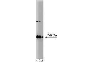 Western Blotting (WB) image for anti-Protein Kinase C, iota (PRKCI) (AA 404-587) antibody (ABIN967795) (PKC iota antibody  (AA 404-587))